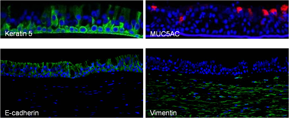 Technology Tab Confocal Images