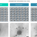 ULA_Biofloat-plate_faCelliate_1 (002)