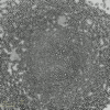 BIOFLOAT™ 384-well Plate (Pack of 4) - Image 2